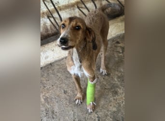 Muskatnuss, geb. ca. 01/2025, lebt in GRIECHENLAND, auf einer privaten Pflegestelle