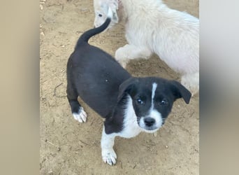 Drakon, geb. ca. 10/2025, lebt in GRIECHENLAND, auf einer privaten Pflegestelle