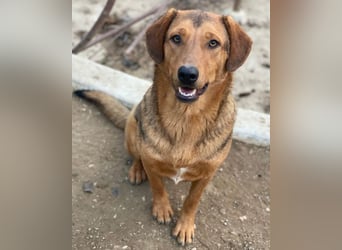 Nasso, geb. ca. 05/2024, lebt in GRIECHENLAND, auf einer privaten Pflegestelle