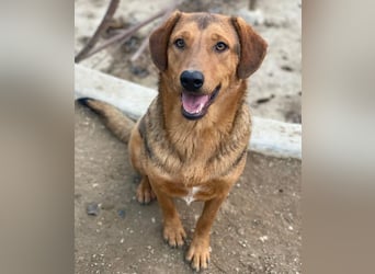 Nasso, geb. ca. 05/2024, lebt in GRIECHENLAND, auf einer privaten Pflegestelle