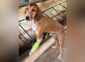 Muskatnuss, geb. ca. 01/2025, lebt in GRIECHENLAND, auf einer privaten Pflegestelle