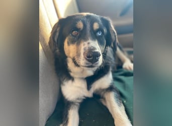 Rafiki, geb. ca. 12/2022, lebt in GRIECHENLAND, im städt. Tierheim Serres