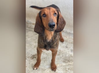 Elio, geb. ca. 03/2024, lebt in GRIECHENLAND, im städt. Tierheim Serres