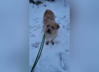 Peggy, kleiner, hübscher Wuschel sucht Familie