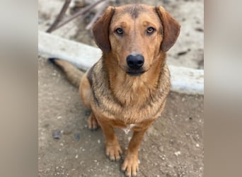 Nasso, geb. ca. 05/2024, lebt in GRIECHENLAND, auf einer privaten Pflegestelle