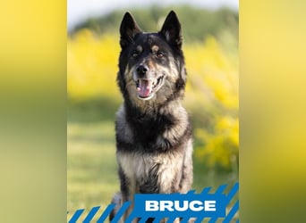 Bruce