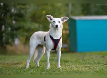 Ruhiges Zuhause für Bella gesucht
