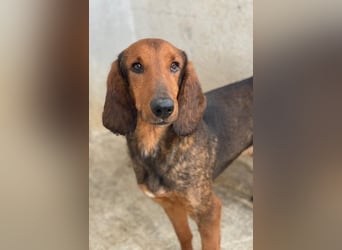 Elio, geb. ca. 03/2024, lebt in GRIECHENLAND, im städt. Tierheim Serres