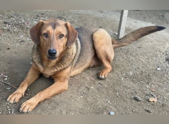 Nasso, geb. ca. 05/2024, lebt in GRIECHENLAND, auf einer privaten Pflegestelle