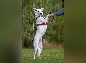 Ruhiges Zuhause für Bella gesucht