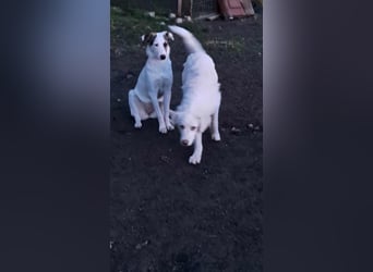 Joy jung, hübsch, weiß sucht Zuhause!