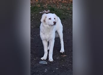 Joy jung, hübsch, weiß sucht Zuhause!