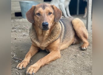 Nasso, geb. ca. 05/2024, lebt in GRIECHENLAND, auf einer privaten Pflegestelle