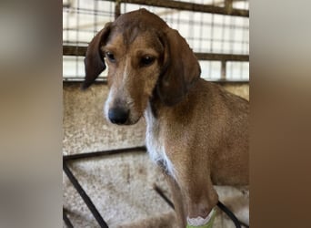 Muskatnuss, geb. ca. 01/2025, lebt in GRIECHENLAND, auf einer privaten Pflegestelle