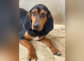 Brios, geb. ca. 12/2024, lebt in GRIECHENLAND, im städt. Tierheim Serres