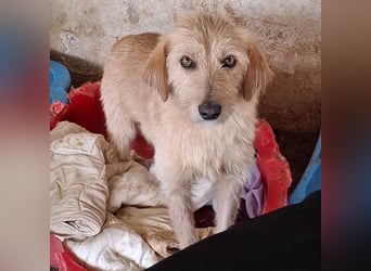 Schnitzel, geb. ca. 05/2025, lebt in GRIECHENLAND, auf einer privaten Pflegestelle