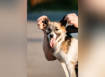 Verschmuste Busja sucht ihre Menschen