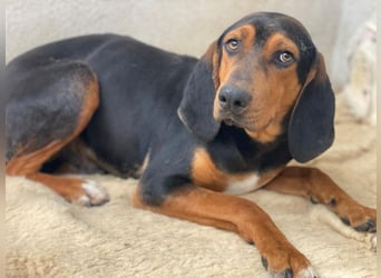 Brios, geb. ca. 12/2024, lebt in GRIECHENLAND, im städt. Tierheim Serres