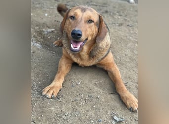 Nasso, geb. ca. 05/2024, lebt in GRIECHENLAND, auf einer privaten Pflegestelle