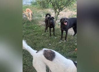 Yana, zarte Schönheit sucht ihre Menschen