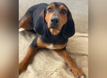 Brios, geb. ca. 12/2024, lebt in GRIECHENLAND, im städt. Tierheim Serres