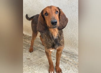 Elio, geb. ca. 03/2024, lebt in GRIECHENLAND, im städt. Tierheim Serres