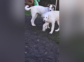 Joy jung, hübsch, weiß sucht Zuhause!