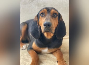 Brios, geb. ca. 12/2024, lebt in GRIECHENLAND, im städt. Tierheim Serres