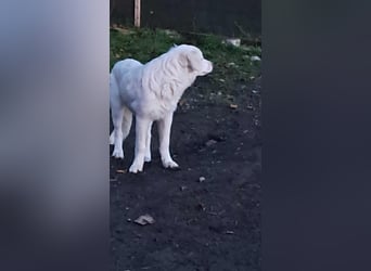 Joy jung, hübsch, weiß sucht Zuhause!