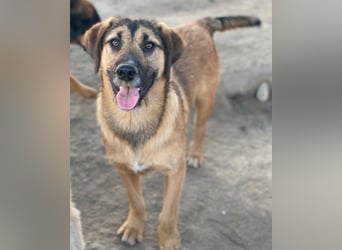 Maverick, geb. ca. 07/2025, lebt in GRIECHENLAND, im städt. Tierheim Serres