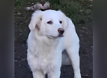 Joy jung, hübsch, weiß sucht Zuhause!