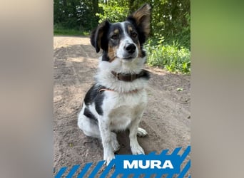 Mura