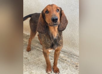 Elio, geb. ca. 03/2024, lebt in GRIECHENLAND, im städt. Tierheim Serres