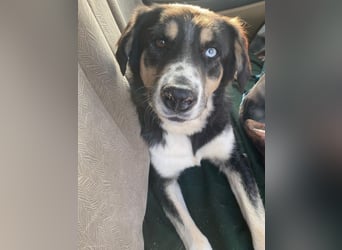 Rafiki, geb. ca. 12/2022, lebt in GRIECHENLAND, im städt. Tierheim Serres