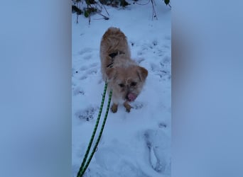 Peggy, kleiner, hübscher Wuschel sucht Familie