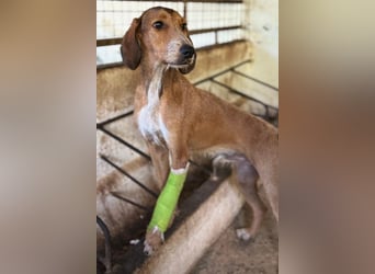 Muskatnuss, geb. ca. 01/2025, lebt in GRIECHENLAND, auf einer privaten Pflegestelle