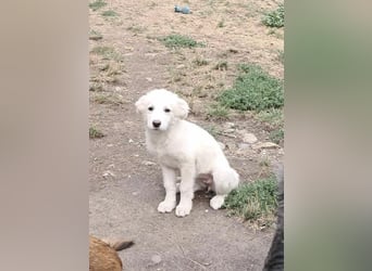 Joy jung, hübsch, weiß sucht Zuhause!