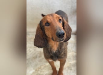 Elio, geb. ca. 03/2024, lebt in GRIECHENLAND, im städt. Tierheim Serres