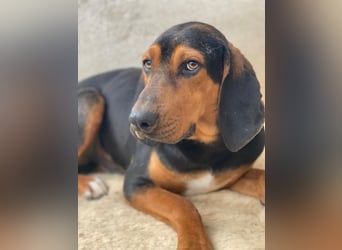 Brios, geb. ca. 12/2024, lebt in GRIECHENLAND, im städt. Tierheim Serres