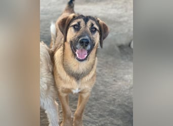 Maverick, geb. ca. 07/2025, lebt in GRIECHENLAND, im städt. Tierheim Serres