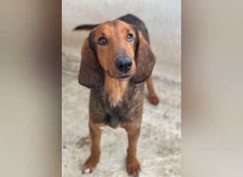 Elio, geb. ca. 03/2024, lebt in GRIECHENLAND, im städt. Tierheim Serres