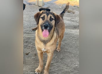Maverick, geb. ca. 07/2025, lebt in GRIECHENLAND, im städt. Tierheim Serres