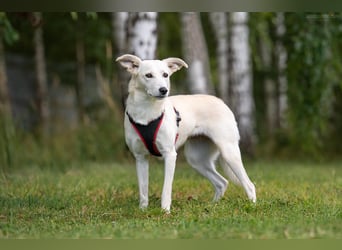 Ruhiges Zuhause für Bella gesucht