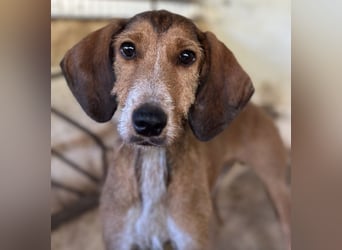 Muskatnuss, geb. ca. 01/2025, lebt in GRIECHENLAND, auf einer privaten Pflegestelle