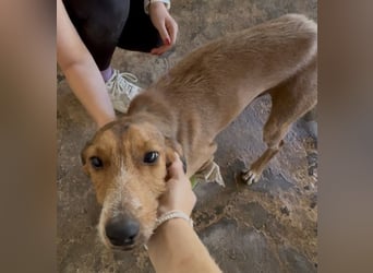 Muskatnuss, geb. ca. 01/2025, lebt in GRIECHENLAND, auf einer privaten Pflegestelle