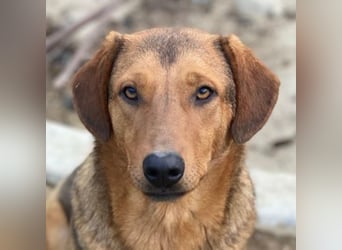 Nasso, geb. ca. 05/2024, lebt in GRIECHENLAND, auf einer privaten Pflegestelle