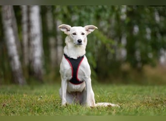 Ruhiges Zuhause für Bella gesucht