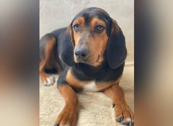 Brios, geb. ca. 12/2024, lebt in GRIECHENLAND, im städt. Tierheim Serres