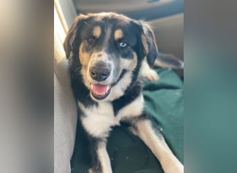 Rafiki, geb. ca. 12/2022, lebt in GRIECHENLAND, im städt. Tierheim Serres