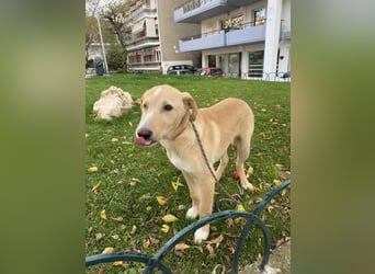 Odin - Kokoni Mix  möchte eine Chance